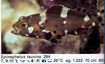 Epinephelus tauvina